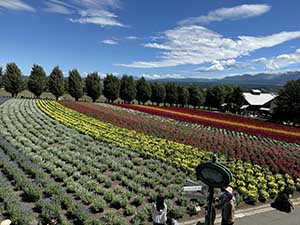 富良野 ファーム富田